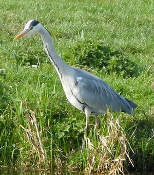 Blauwe reiger