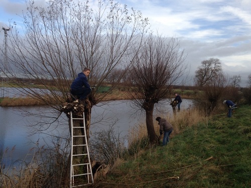 Wilgen knotten in Spaarndam