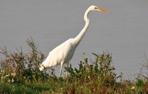 Grote Zilverreiger