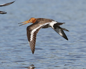 Koereiger