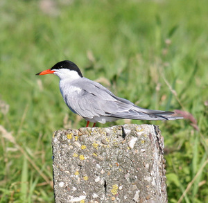 Koereiger