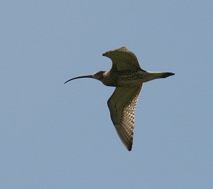 Koereiger