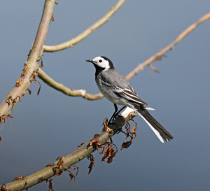Koereiger