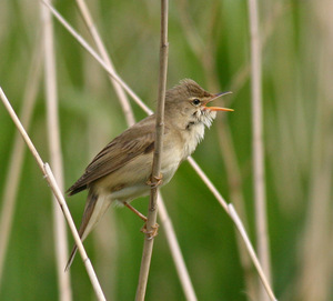 Koereiger