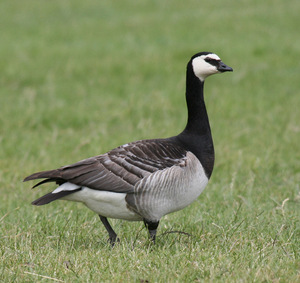 Koereiger