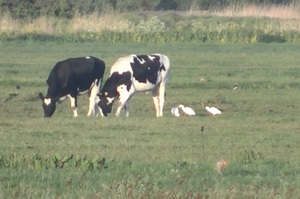 Koereiger