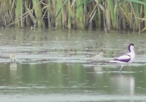Pullen in de Hekslootpolder