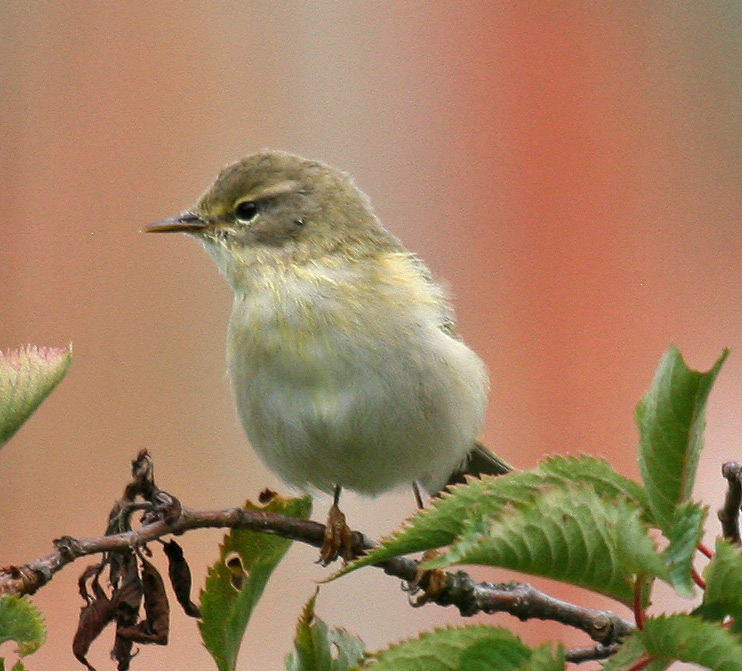 Vogels